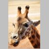 m.kubler-DSC_0161-Giraffe-Licking-its-lips.jpg