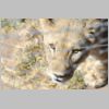 m.kubler-IMG_5717-Aww-cute-lioness.jpg